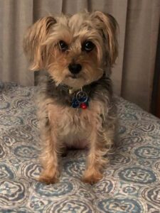 Cute Yorkshire Terrier puppy sitting on a bed, adorable pet, indoor dog, small dog breed, Rattling Good Yarns Press.